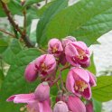 Deutzia x Tourbillon Rouge' 2